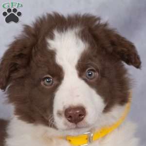 Bloom, Border Collie Puppy